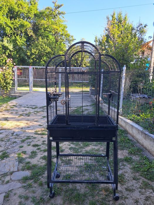 CAIQUE cu colivie cu tot de vinzare