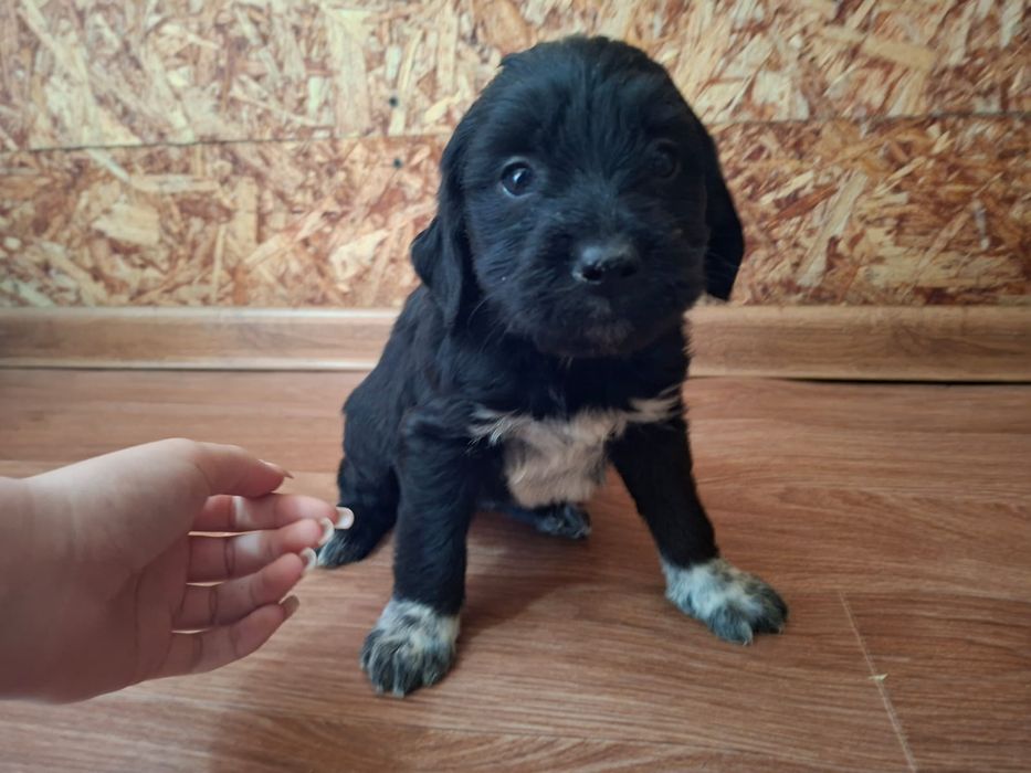 Щенки   спаниэля