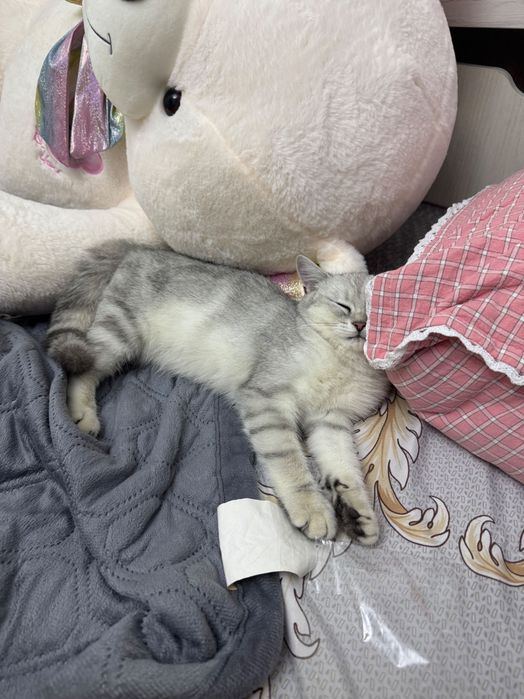 Ищу котенка, отдали без моего ведома