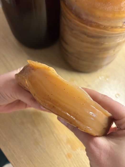 Kombucha SCOBY  kit