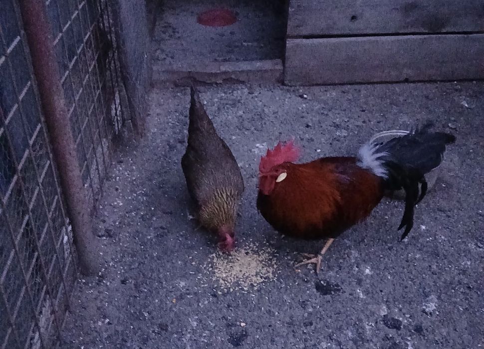 Vând doua găini și un cocos rasa italiana potarnichie