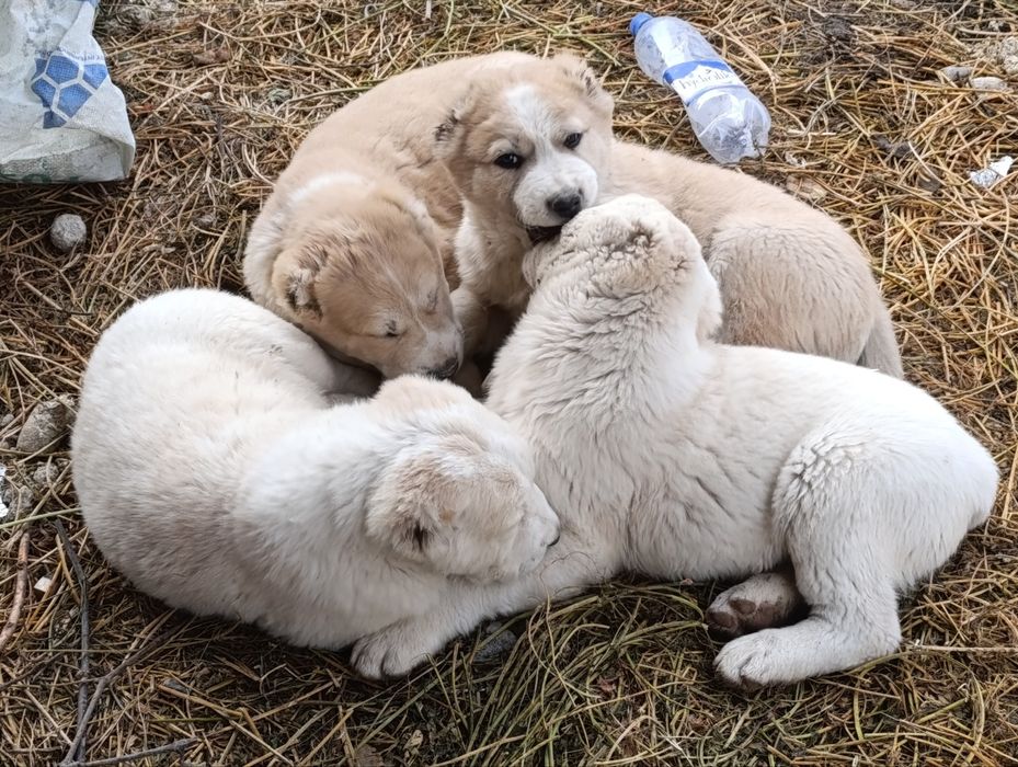 Alabay kuchuk bolalari