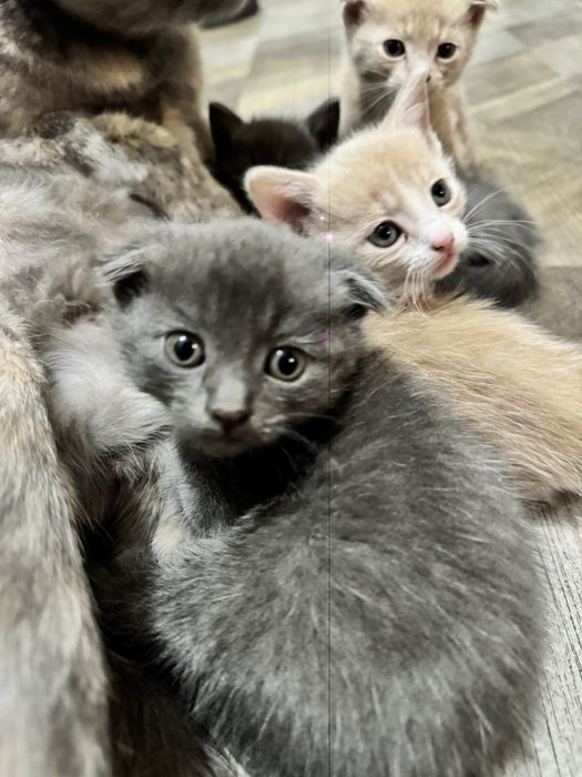 Чиройли уйинкарок фольд ва страйт британский мушукча сотилади