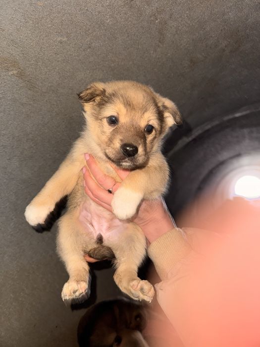 Щенок щенята ищут дом