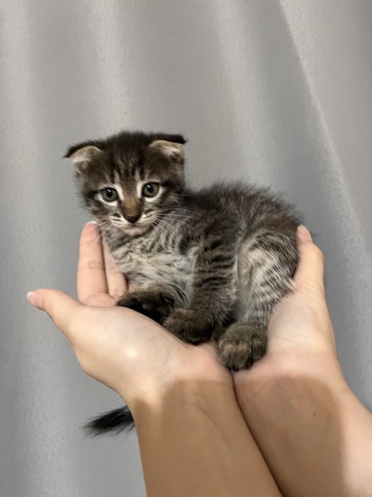 Отдам котят в добрые руки