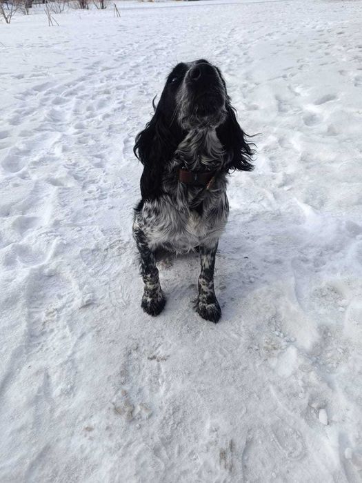 Продам щенка спаниеля