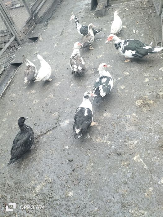 Продаю  индоуток