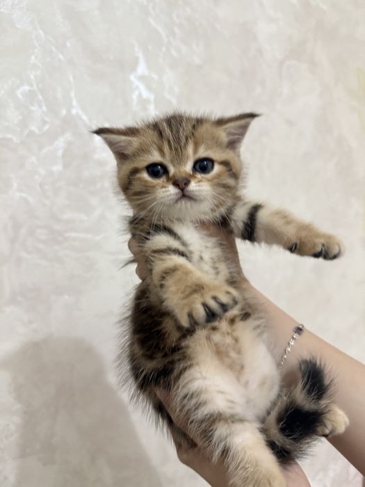продаются котята шиншилы