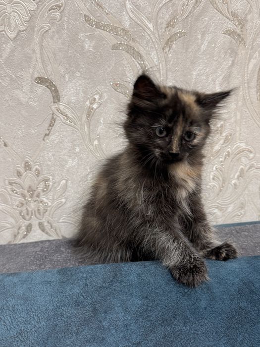 Отдам котят в  добрые  руки!
