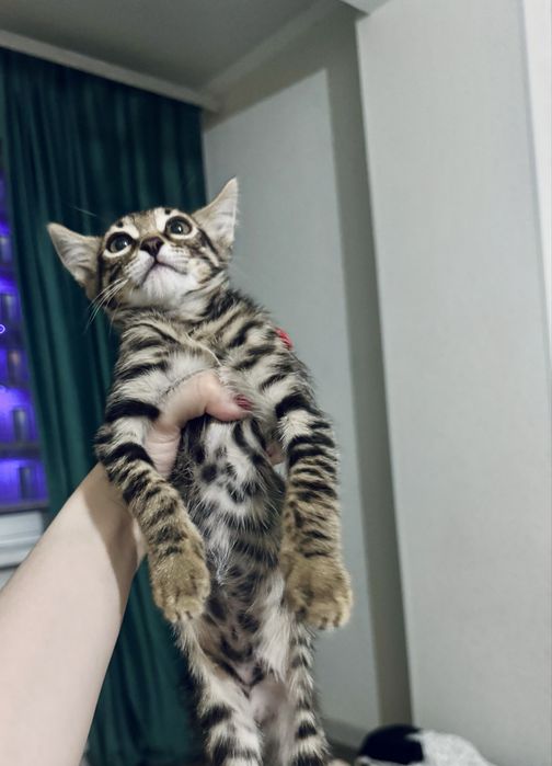 Продам котёнка бенгал