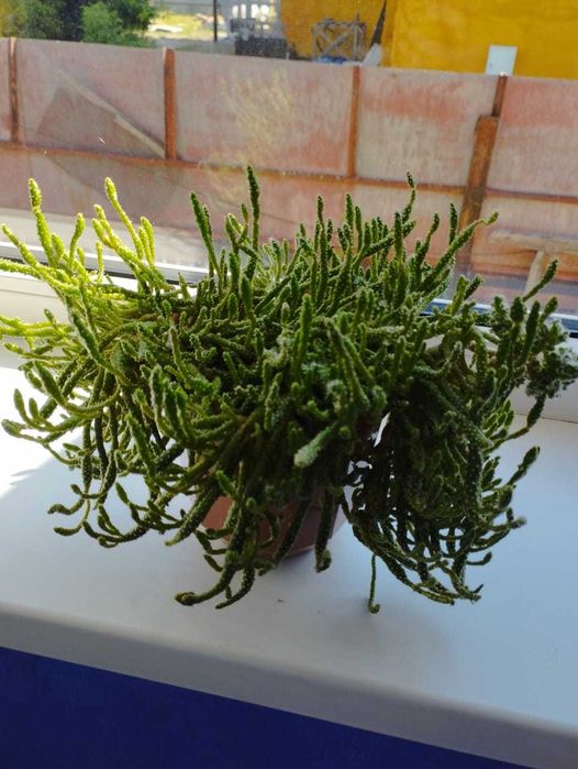 Продам комнатные цветы