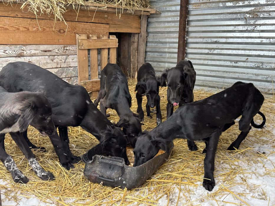 ТАЗЫ (четыре мясяца)