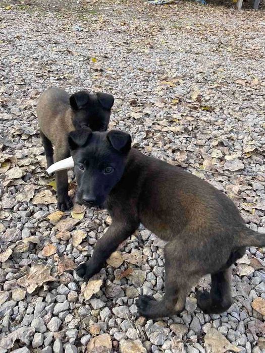 МАЛИНОА - белгийска овчарка