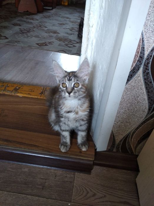 Продам очаровательных котят Мейн-кун
