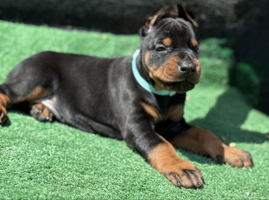 Pui de Doberman cu pedigree FCI