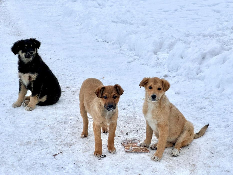 Пристраиваются щенки