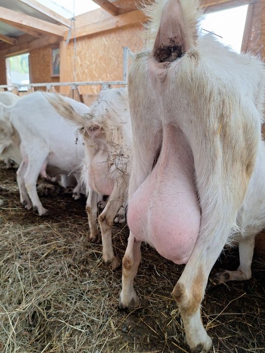 Capre saanen  de vanzare