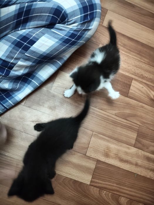 Отдам котят в добрые руки