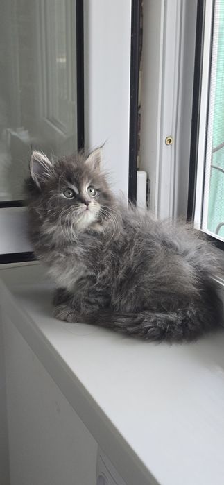 Мейн_кун мальчик