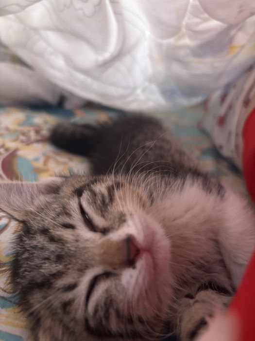 кот-мальчик бесплатно