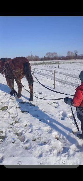 Disponibil manz de 8 luni armăsar