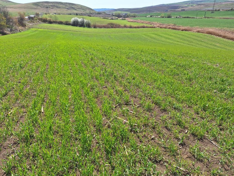 Teren investiții deschidere E81- 500m