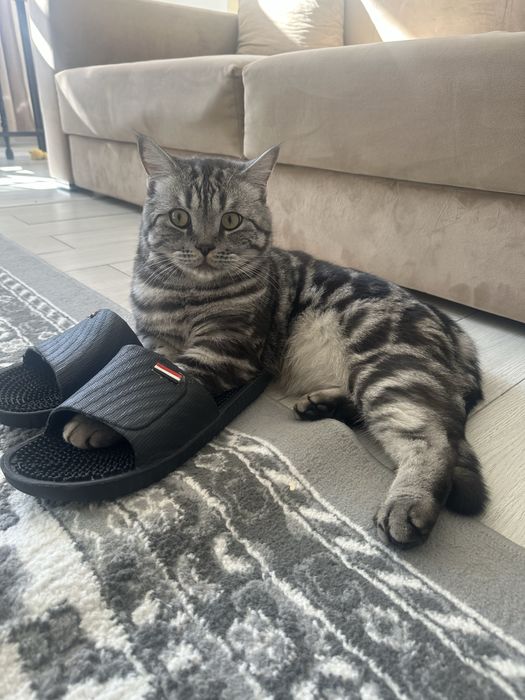 Отдам в добрые руки