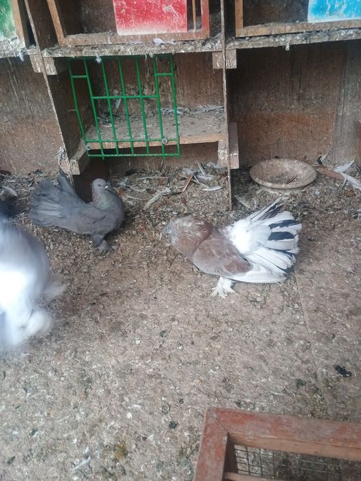 Porumbei voltati indieni/ jucători de galati