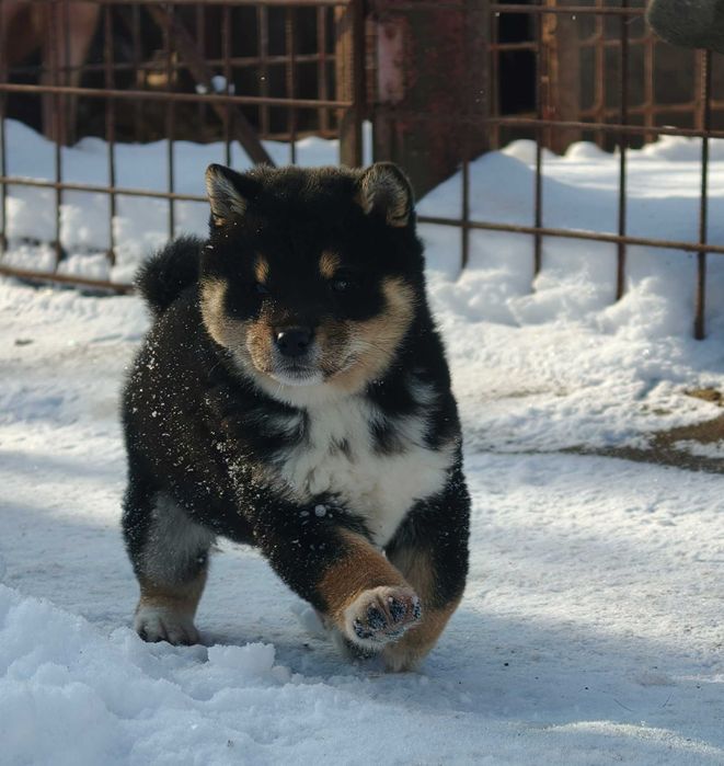 Shiba inu negru mascul