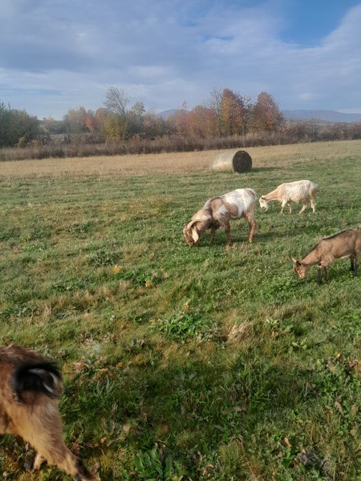 Vând țap anglonubian