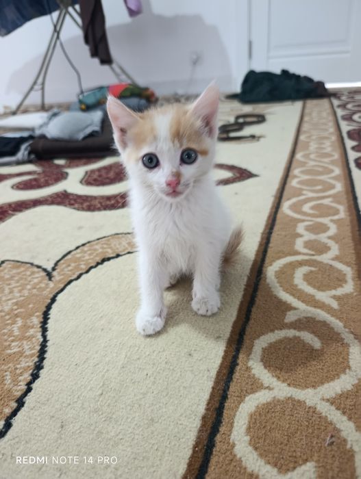 Котенок в добрые руки