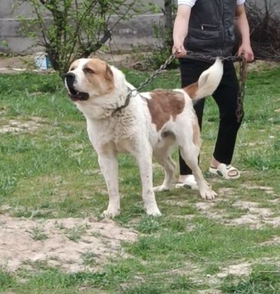 Продается собака Алабай