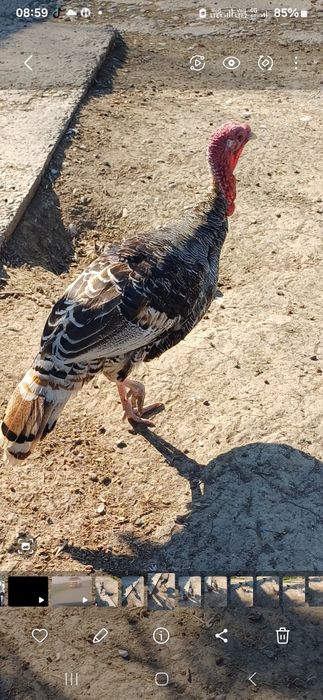 Индюк 1жас еркек