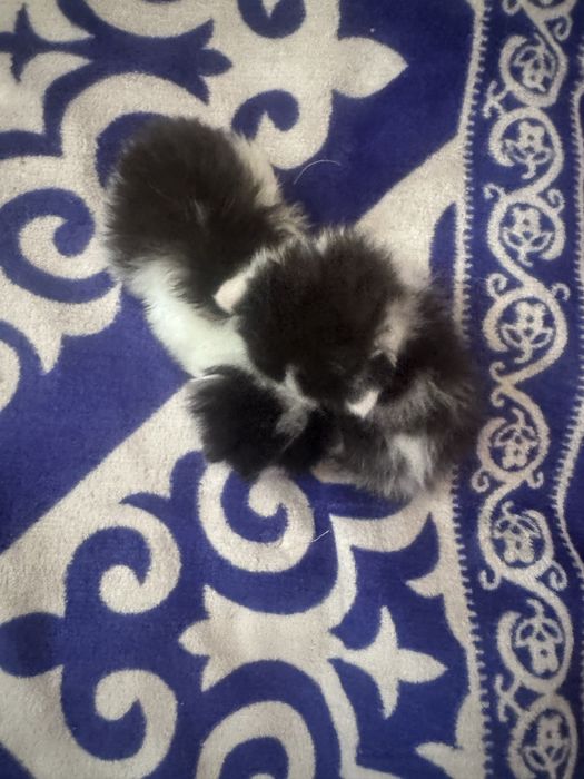 Отдам даром двух котят близнецов