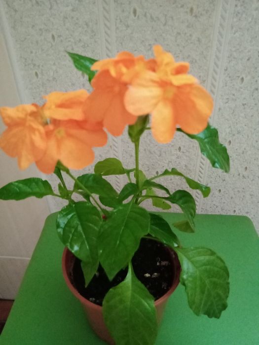 Комнатные растения