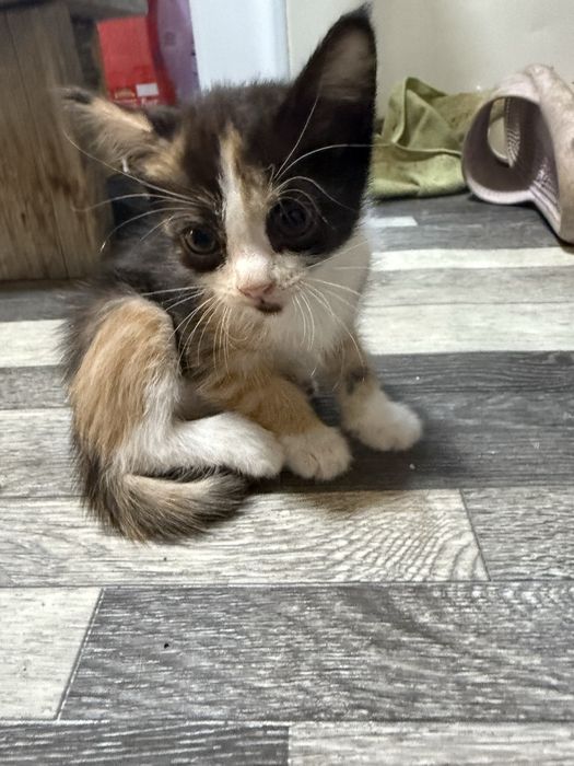 Отдам котят в добрые руки