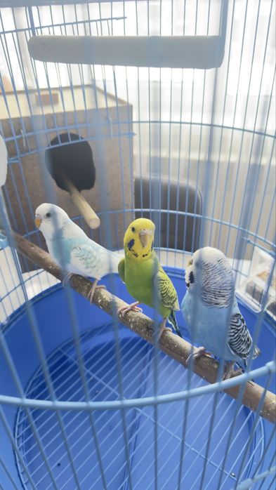 Продаём трёх попугаев вместе с клеткой и кормом.