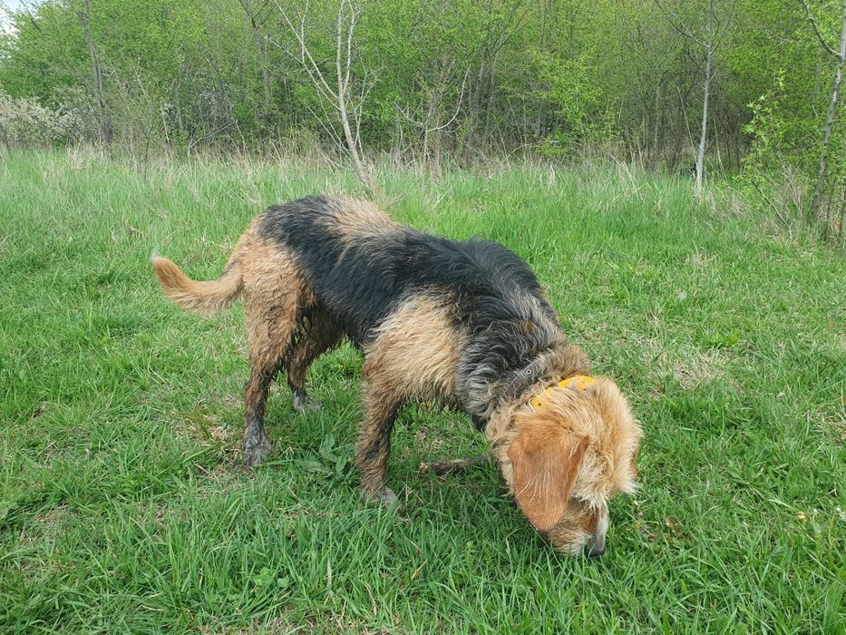 Продавам ловно куче Барак