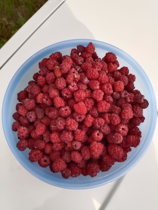 Продам крыжовник, малину