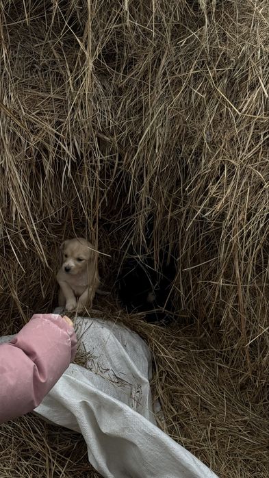 Шенкий 4 девочек 2 мальчика