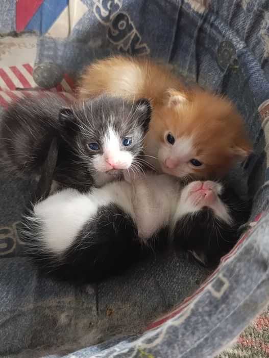 Отдам котят в добрые руки. Мать мышеловка