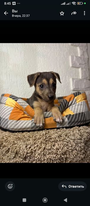 Щенки с приюта бесплатно