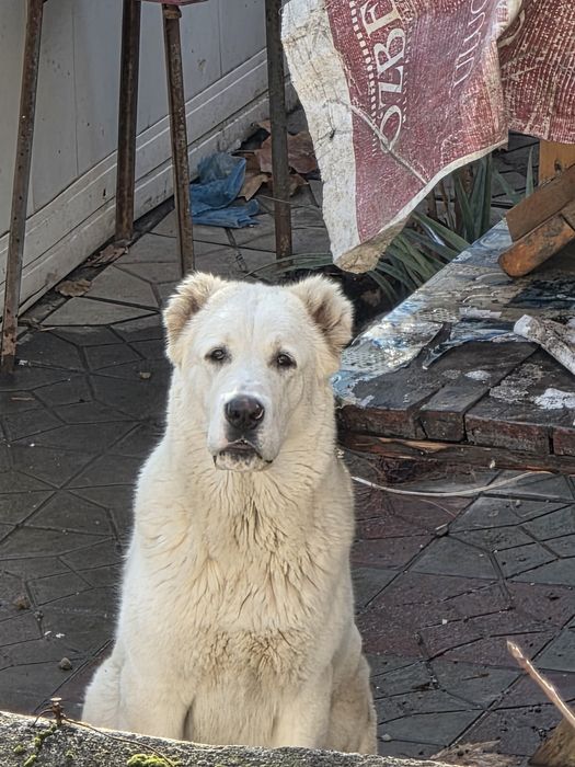 Продам Алабая мальчик