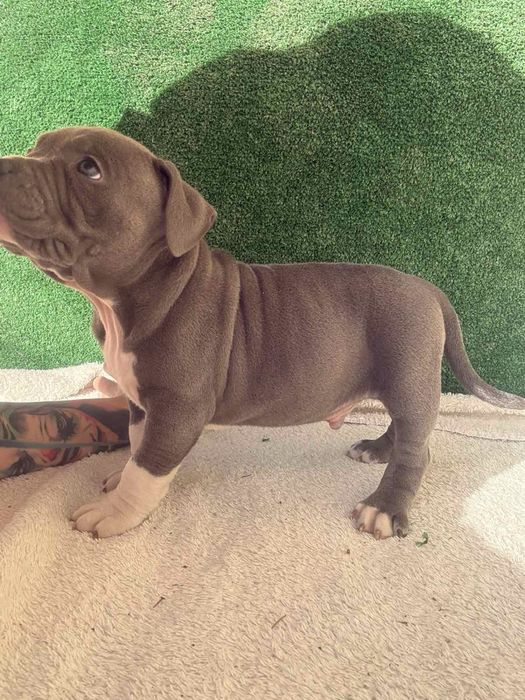 Американски булита