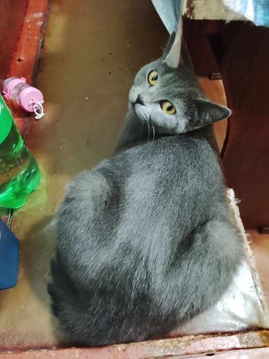 Срочно продается девочка скотыш страйт