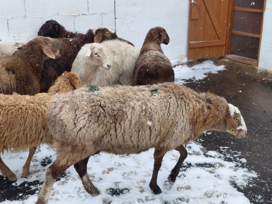 Кой. Токты сатылады