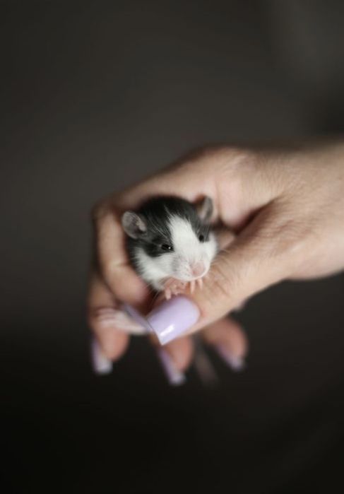 Крысята дамбо в продаже