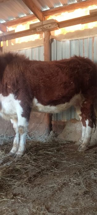 Туайындеп турган кашар