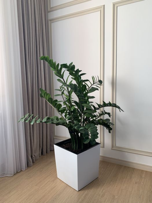 Комнатные цветы ухоженные