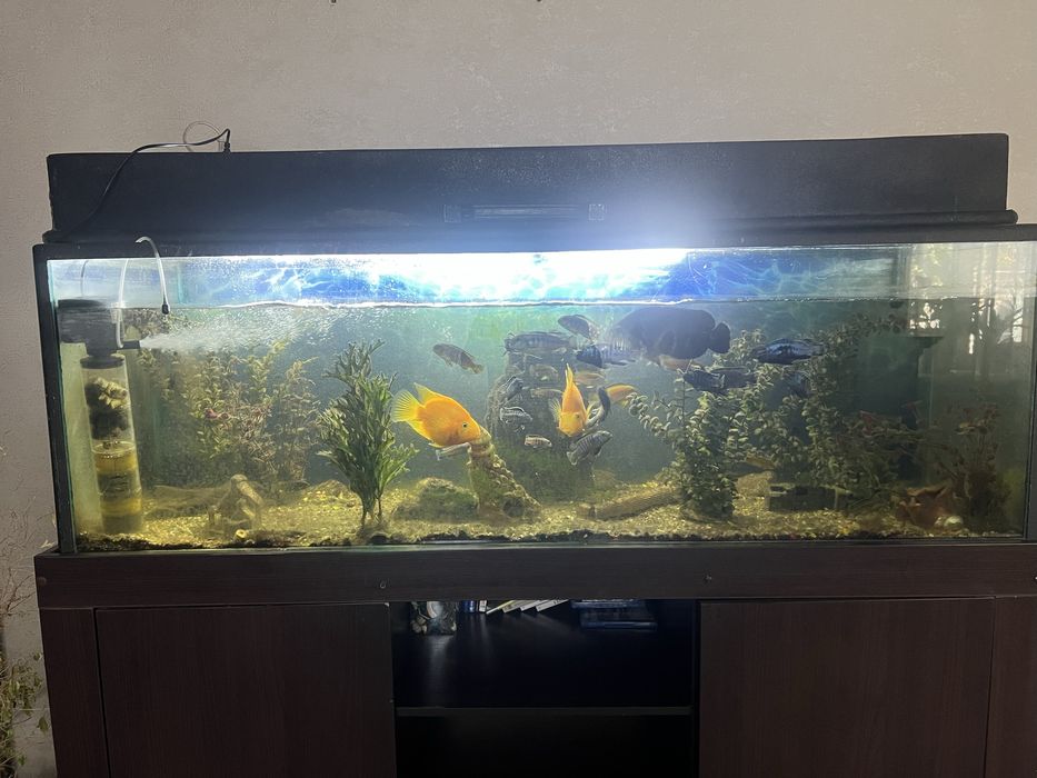 Продам аквариум с рыбами . Насос в подарок.